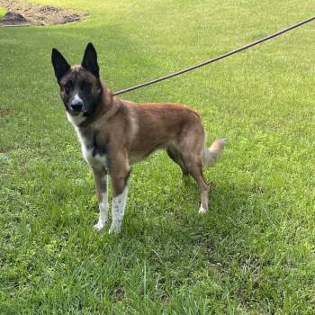 Belgian Shepherd Malinois Dogs Available for Adoption in Palestine, Texas - Jinx | PetCurious