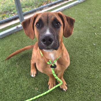 Mixed Breed Dogs Available for Adoption - Jeff | PetCurious