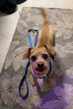 Rascal -  Chihuahua Dog for Adoption - Rascal | PetCurious