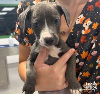 Moxley -  Labrador Retriever and Terrier Dog for Adoption in Washington, District Of Columbia - Moxley | PetCurious