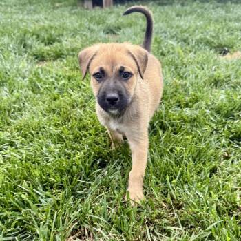 Biscuit -  Mixed Breed Dog for Adoption in Valparaiso, Indiana - Biscuit | PetCurious