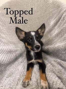 Topped -  Husky and Australian Shepherd Dog for Adoption in Burnsville, North Carolina - Topped | PetCurious