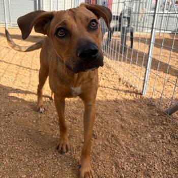 Bruno KCAC -  Mixed Breed Dog for Adoption in Kerrville, Texas - Bruno KCAC | PetCurious