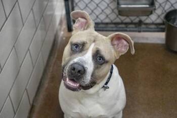 Fisherman -  Pit Bull Terrier and Mixed Breed Dog for Adoption in Golden Valley, Minnesota - Fisherman | PetCurious