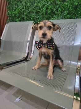 Leah -  Miniature Schnauzer Dog for Adoption in Tucson, Arizona - Leah | PetCurious