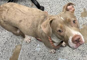Lemonade -  Mixed Breed Dog for Adoption in West Chester, Pennsylvania - Lemonade | PetCurious