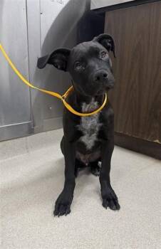 Pit Bull Terrier Dogs Available for Adoption in Fairbanks, Alaska - AKON | PetCurious