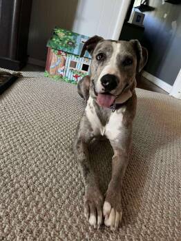 Rescue Catahoula Leopard Dog Dogs for Adoption in Watertown, Wisconsin - Cookie | PetCurious