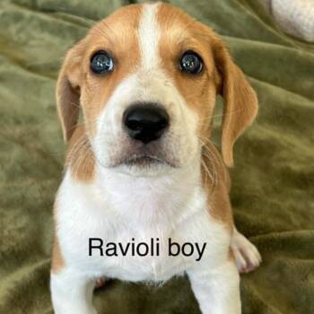 Ravioli -*Available 7/11*Chino Hills Location -  Basset Hound and Beagle Dog for Adoption in Chino Hills, California - Ravioli -*Available 7/11*Chino Hills Location | PetCurious