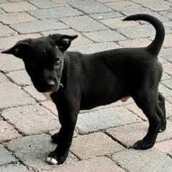 Mixed Breed Dogs Available for Adoption - Ross | PetCurious