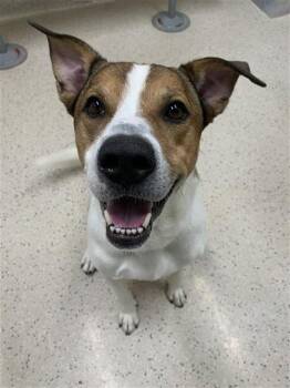 Labrador Retriever and Mixed Breed Dogs Available for Adoption in Fairbanks, Alaska - HARLOW JAMES | PetCurious