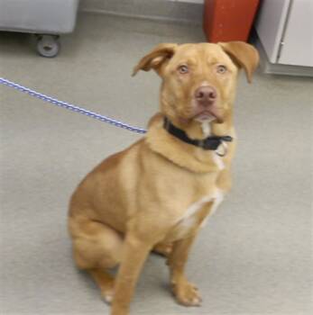 Rescue Labrador Retriever and Mixed Breed Dogs for Adoption in Omaha, Nebraska - SIMBA | PetCurious