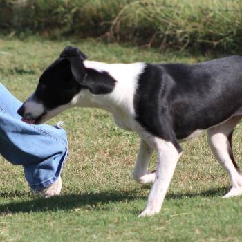 Rescue Border Collie Dogs for Adoption in Temple, Texas - Tinelle | PetCurious