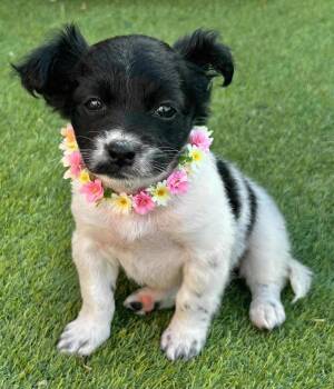 Norma -  Chihuahua and Pomeranian Dog for Adoption in Newport Beach, California - Norma | PetCurious
