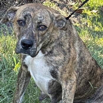 Queenie -  Pit Bull Terrier Dog for Adoption in Clanton, Alabama - Queenie | PetCurious