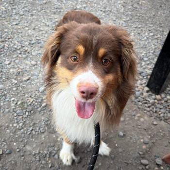 Graham -  Mixed Breed Dog for Adoption in Washougal, Washington - Graham | PetCurious