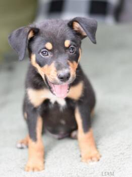 Liam -  Australian Cattle Dog Blue Heeler Dog for Adoption in Sioux City, Iowa - Liam | PetCurious