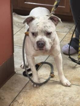 Rescue Mixed Breed Dogs for Adoption in Cincinnati, Ohio - Cereal Milk | PetCurious