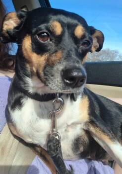 Chihuahua Dogs Available for Adoption - Chi Chi | PetCurious