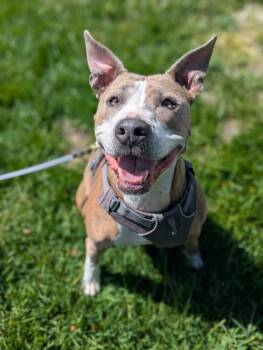 Pit Bull Terrier Dogs Available for Adoption - Melody Wingnut | PetCurious