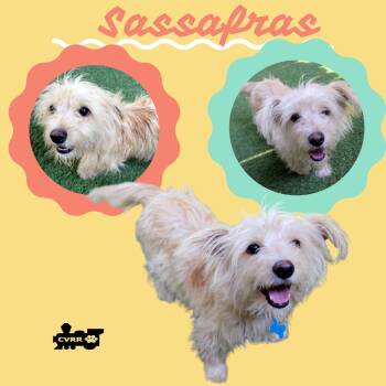 Sassafras -  Terrier Dog for Adoption in Lindsay, California - Sassafras | PetCurious