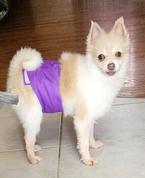 Pomeranian Dogs Available for Adoption in Alexandria, Kentucky - BooBoo | PetCurious
