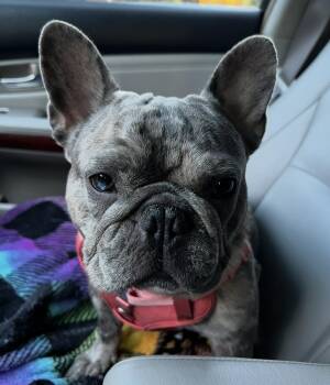 French Bulldog Dogs Available for Adoption - Cosmo | PetCurious