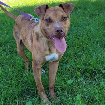 Rescue American Staffordshire Terrier and Pit Bull Terrier Dogs for Adoption in O