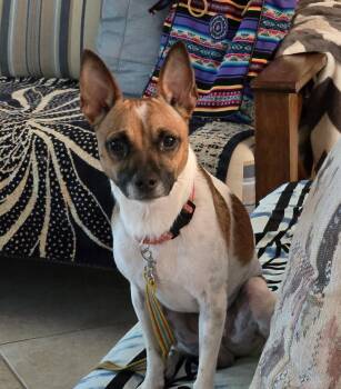 Smitty -  Rat Terrier Dog for Adoption in Bradenton, Florida - Smitty | PetCurious