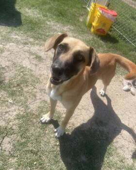 Rescue Yellow Labrador Retriever Dogs for Adoption in Huntsville, Texas - Winnie | PetCurious