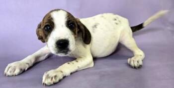 Beagle and Mixed Breed Dogs Available for Adoption in Morton Grove, Illinois - Elio | PetCurious