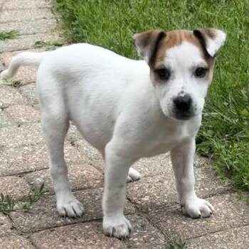 Michigan -  Mixed Breed Dog for Adoption in Fenton, Michigan - Michigan | PetCurious