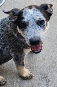 Kuro -  Australian Cattle Dog Blue Heeler Dog for Adoption in Fort Lupton, Colorado - Kuro | PetCurious
