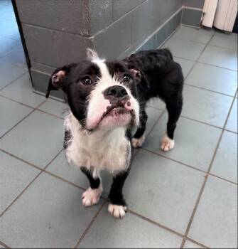 Mixed Breed Dogs Available for Adoption in Nashville, Tennessee - Alfalfa | PetCurious