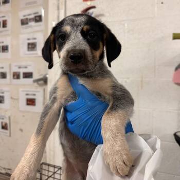 Roz -  Mixed Breed Dog for Adoption in Edinburg, Texas - Roz | PetCurious