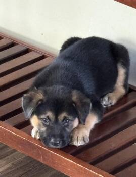 Josie -  Australian Shepherd and Mixed Breed Dog for Adoption in Kannapolis, North Carolina - Josie | PetCurious