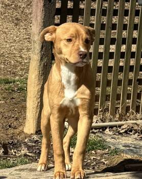 American Staffordshire Terrier and Labrador Retriever Dogs Available for Adoption - Tinkerbell - Sister To Violet | PetCurious