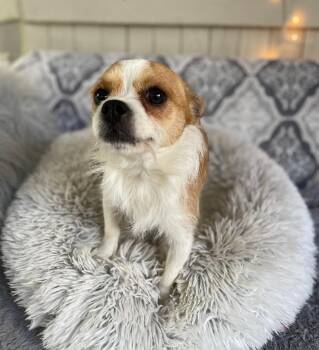 Terrier Dogs Available for Adoption in Fort Worth, Texas - Rook | PetCurious
