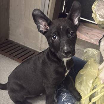 Pit Bull Terrier Dogs Available for Adoption in Los Angeles, California - Zena A2262248 | PetCurious