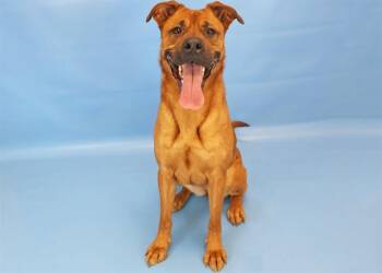 Black Mouth Cur and Mixed Breed Dogs Available for Adoption - JAZZY | PetCurious
