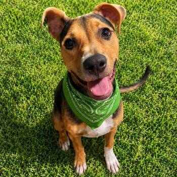 Obi -  Black Mouth Cur and Hound Dog for Adoption in Houston, Texas - Obi | PetCurious