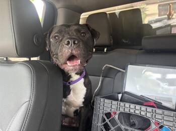 NINA -  American Staffordshire Terrier and Mixed Breed Dog Available for Adoption in Grand Prairie, Texas - NINA | PetCurious
