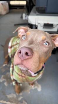 Pit Bull Terrier Dogs Available for Adoption in West Milwaukee, Wisconsin - Honey $450 | PetCurious