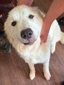 Georgie Girl -  Great Pyrenees Dog for Adoption in Lake Wylie, South Carolina - Georgie Girl | PetCurious