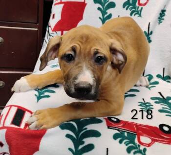 Autumn #218 -  Labrador Retriever Dog for Adoption in New Lexington, Ohio - Autumn #218 | PetCurious