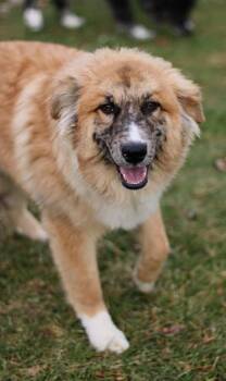 Belgian Shepherd Malinois and Australian Cattle Dog Blue Heeler Dogs Available for Adoption - Wheeler | PetCurious