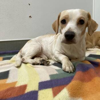 Beagle and Dachshund Dogs Available for Adoption in Westminster, California - Nicholas | PetCurious