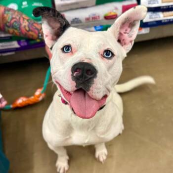 Pit Bull Terrier Dogs Available for Adoption - Adele | PetCurious