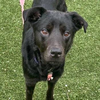 Black Labrador Retriever Dogs Available for Adoption - Kewpie | PetCurious