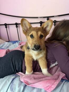 Border Collie and Corgi Dogs Available for Adoption in Deltona, Florida - Wookie | PetCurious